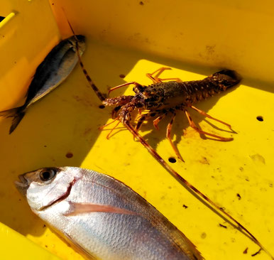 Trop petite, la langouste retournera dans son élément