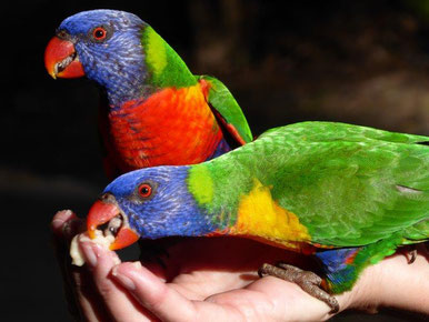 Rainbow lorikeets - Airlie Cove