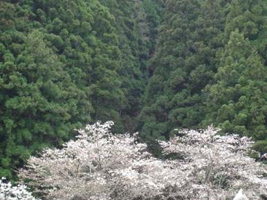 入遠野川沿いの桜