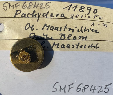 Senckenberg, Bryozoa, Bryozoen, Moostierchen, Sammlung Voigt