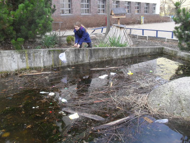 Dringend notwendig war die Reinigung des Schul-Teiches, an dem auch unsere Bienen im Sommer Wasser sammeln. Auf der Eisdecke, die noch vor kurzem darauf war, hatte sich eine Menge Müll angesammelt, der nur im Teich herum schwamm.