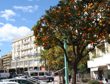 Bild: Orangenbaum in Menton