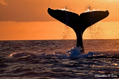 A whale tail out of the water, the orange is the background maybe a sunset 