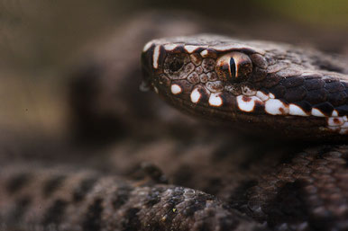 Vipera berus bosniensis Zagreb