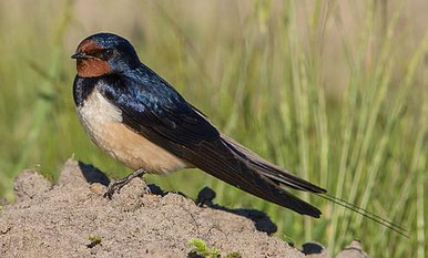 Rauchschwalbe, rostbraune Kehle und Stirn, dunkler Bürzel, gegabelte spießartige Schwanzfedern. © Andreas Trepte, https://www.photo-natur.net/ Creative Commons Attribution-Share Alike 2.0 Generic