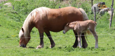 Photo décorative jument et bébé