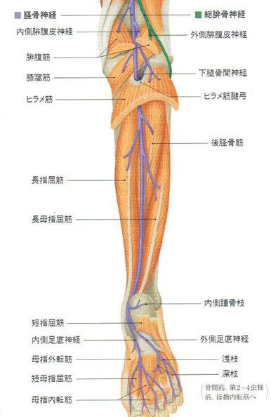 「人体の正常構造と機能」より