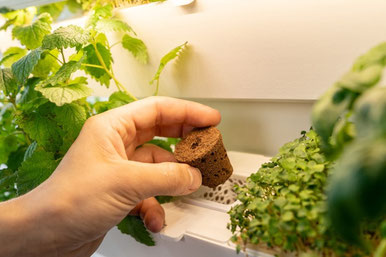 Gastbeitrag_Tonistrendlupe_Indoor Farming_urbanhive_Netztöpfe 