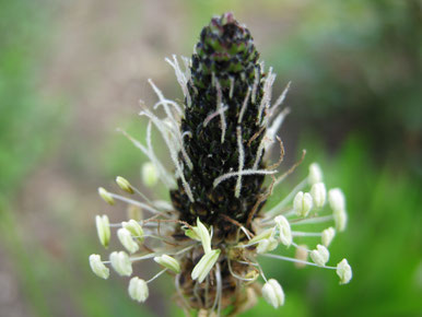 Plantago lanceolata - Spitzwegerich