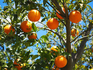 Elf entscheidende Gründe für die Einnahme von Vitamin C