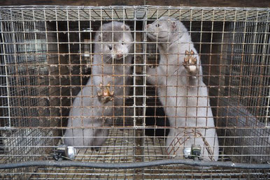 Animal Care International  ACI