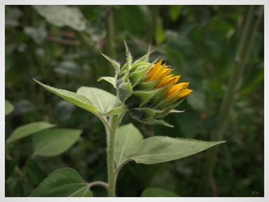 Eine noch geschlossene Blüte einer Sonnenblume