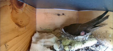 Das erste Küken in Nistkasten 1 ist geschlüpft