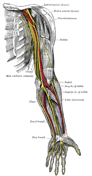 median nerve anatomy