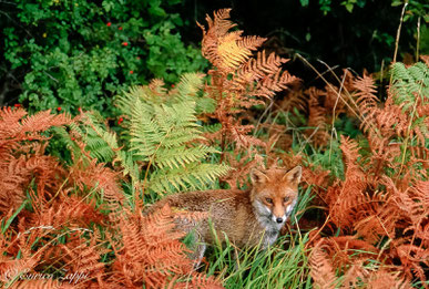 Volpe fotografata nel Parco Nazionale delle Foreste Casentinesi. Il colore del suo manto fa sì che si mimetizzi molto bene fra le felci che, dopo aver assunto i colori autunnali, stanno appassendo sempre di più mentre avanza il "Generale" INVERNO.