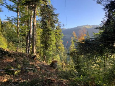 Ortsgemeinde Kaltbrunn, Seilschlag im Schutzwald
