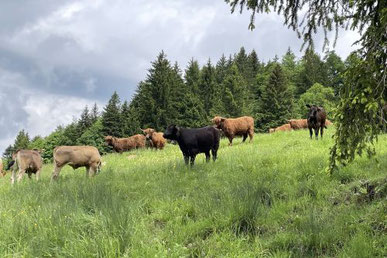 Ortsgemeinde Kaltbrunn - Alpen