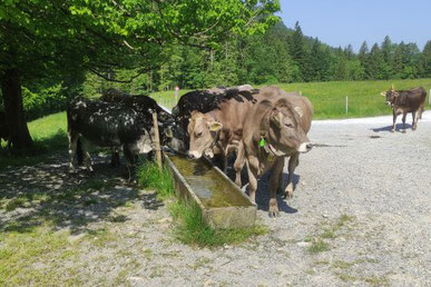 Ortsgemeinde Kaltbrunn - Alpen