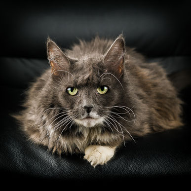 Graues Katzenportrait im Fotostudio in Villach, ruhige Tierfotografie mit Fokus auf Ausdruck und Augen