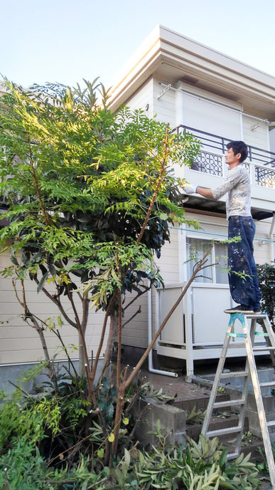 アパートの枝・葉の刈り込み　1