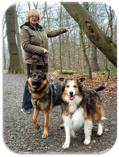 Erziehung Hund