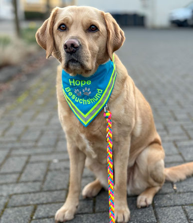 Besuchshund Ausgebildeter, Therapiehund, Behinderten Begleithund