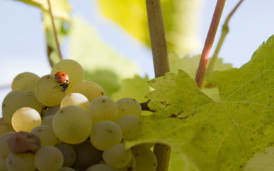 wine-tour-tasting-family-winery-Loire-Valley-Vouvray