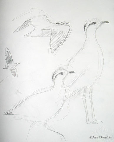 Cream coloured courser, courvite croquis JChevallier