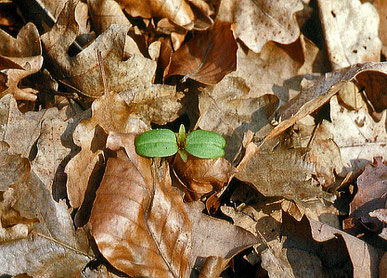 Neues Leben im Waldgarten