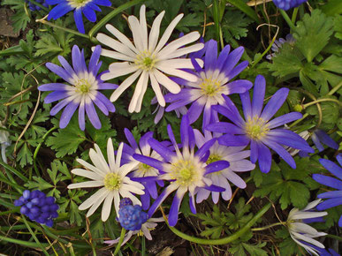 Strahlenanaemone (Anemone blanda)
