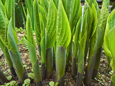 Austrieb von Funkien (Hosta)
