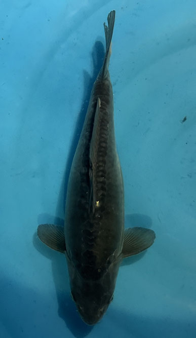 Aoki Nisai Kumonryu, 33 cm, female, Preis 70 Euro