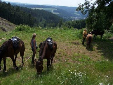 Pause am Wildfreigehege