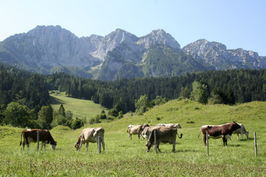Kühe grasen auf einer Almwiese vor einem Bergmassiv
