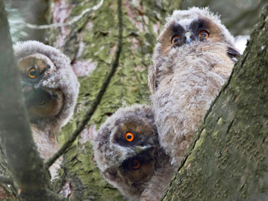 ...sind sie nicht ein herrliches Trio?