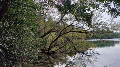 Waldrand am See