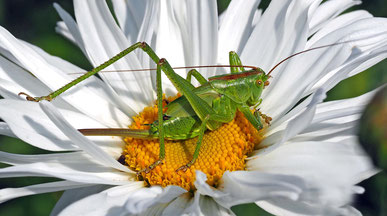 Was können wir gegen das Insektensterben tun? Im Bild ein Grashüpfer auf einer Blüte