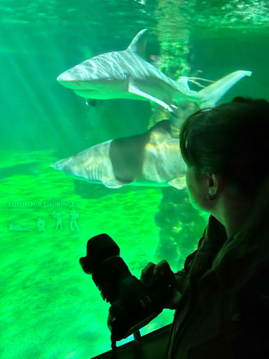 Fotografin Melanie Kahl beim Fotokurs im Meeresaquarium Zella-Mehlis