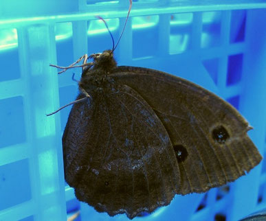 Le Grand nègre des bois ou la Dryade (Minois dryas) crédits photo Luc Uyttenbroeck