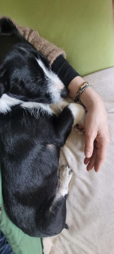 Timmy kuschelt nun wieder als Mougli in Viersen mit seinem neuen Frauchen. 