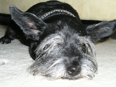 Sascha