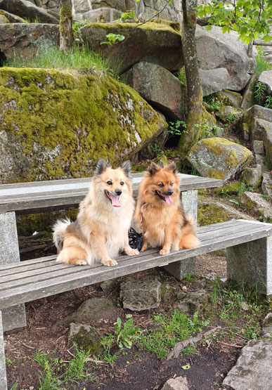 Familienhund