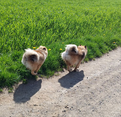 Mittelspitz Familienhund