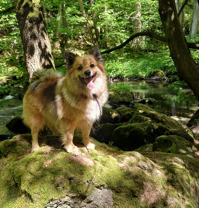 Mittelspitz