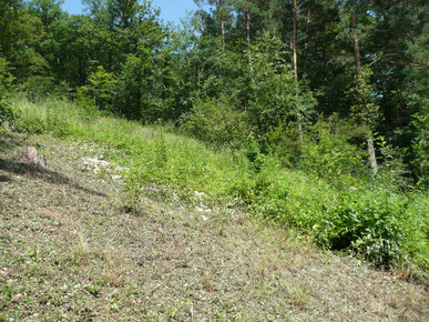 Stapfelnreben: westl. Waldlichtung vor / nach Schnitt im Herbst 2007