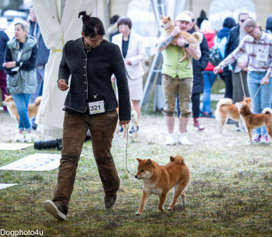 wunderschöne Shiba Hündin 