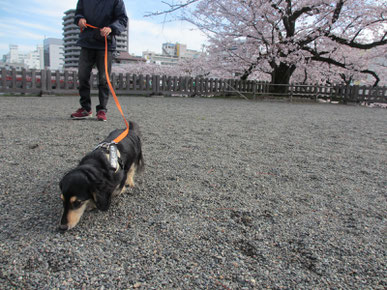 ニオイ嗅ぎ