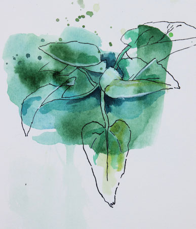 Blattstudie    20  x  30  Fineliner, Aquarell