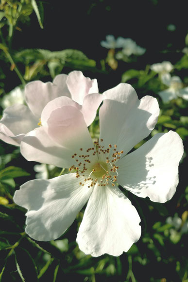 Bachblüten - Heckenrose - kines-praxis.ch Suzann Scheidegger