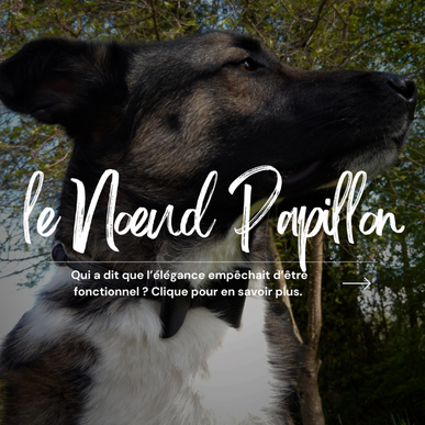 NOEUD PAPILLON POUR CHIEN